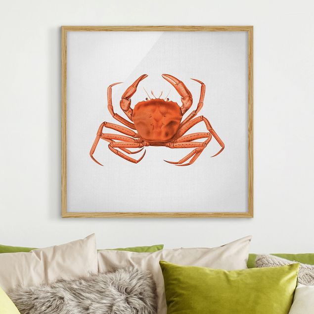 Wandbilder Tiere Vintage Illustration Rote Krabbe