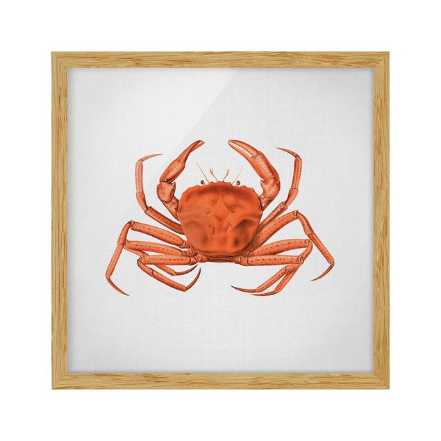 Gerahmte Bilder Vintage Illustration Rote Krabbe