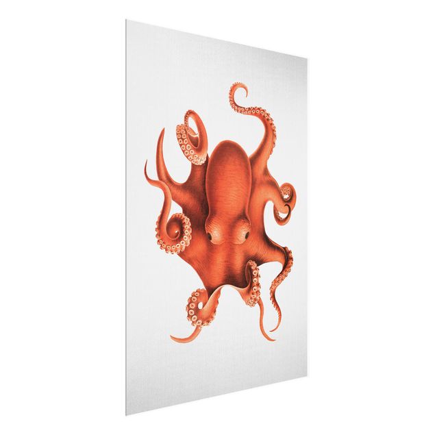 Glasbild Natur Vintage Illustration Roter Oktopus