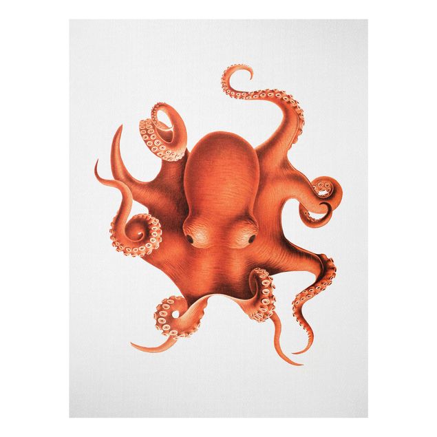 Schöne Wandbilder Vintage Illustration Roter Oktopus