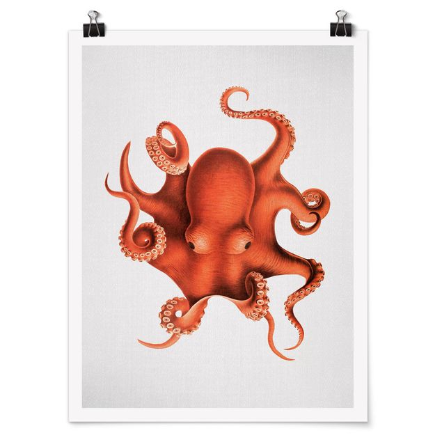 Tiere Poster Vintage Illustration Roter Oktopus