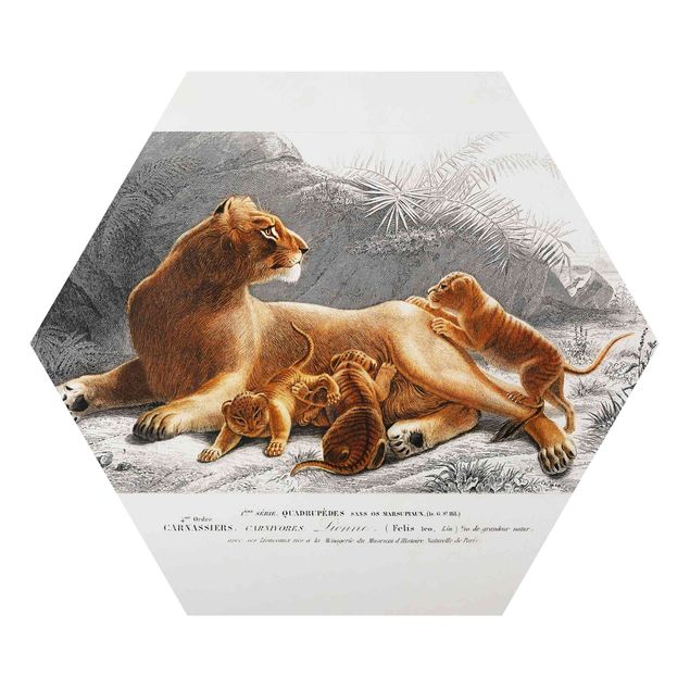 Hexagon-Alu-Dibond Bild - Vintage Lehrtafel Löwin und Löwenbabies