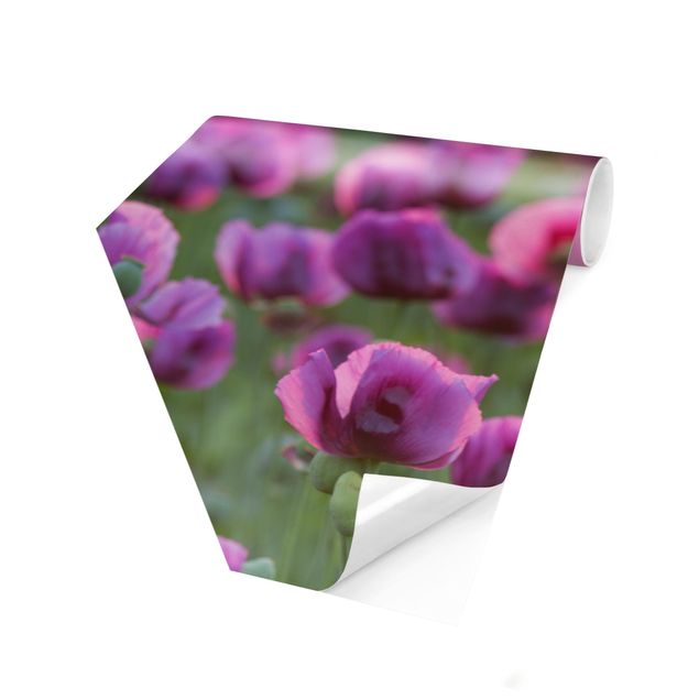 Tapete grün Violette Schlafmohn Blumenwiese im Frühling