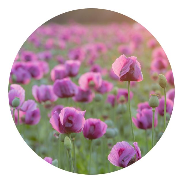 Fototapete modern Violette Schlafmohn Blumenwiese im Frühling