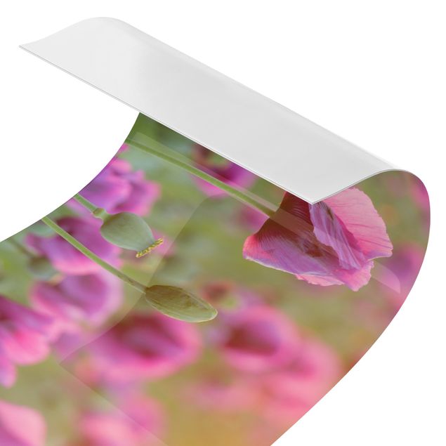 Küchenspritzschutz Violette Schlafmohn Blumenwiese im Frühling