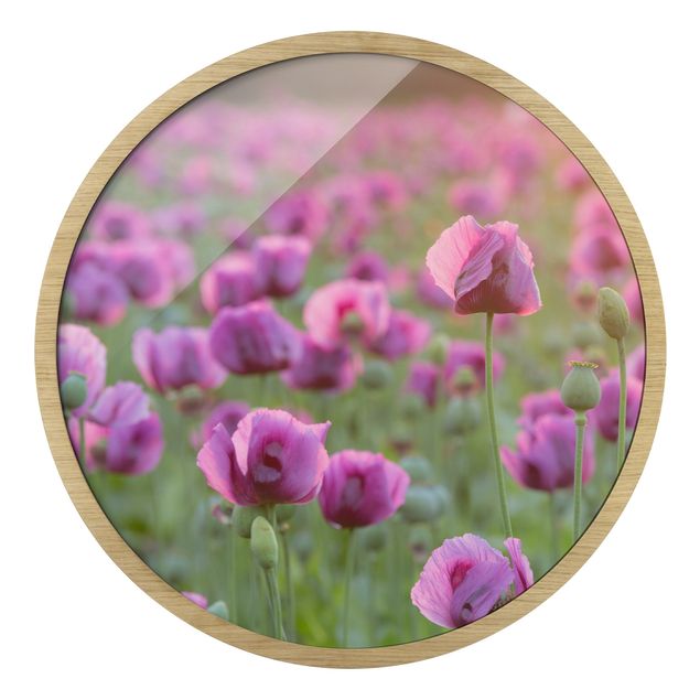 Gerahmte Bilder Violette Schlafmohn Blumenwiese im Frühling