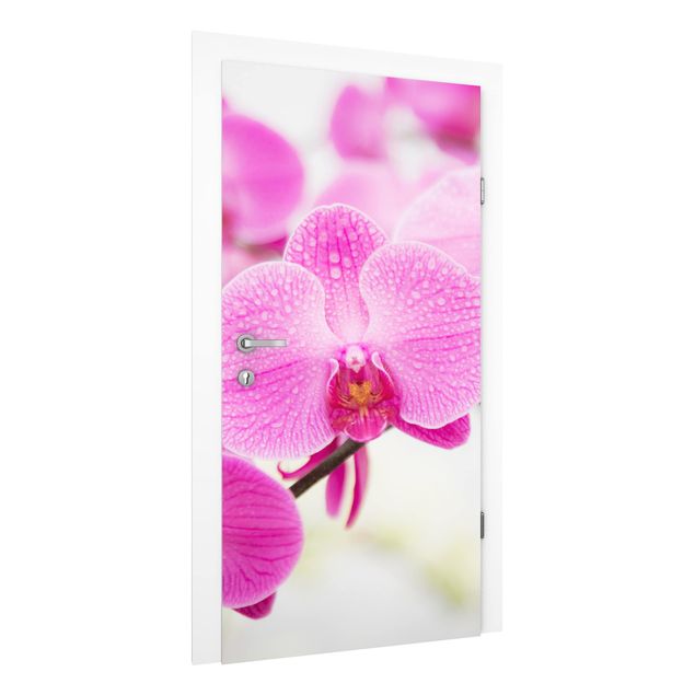 Tapete Blumen Nahaufnahme Orchidee