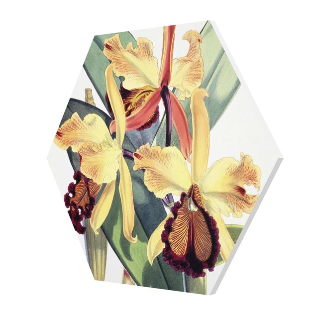 Hexagon-Forexbild - Walter Hood Fitch - Orchidee