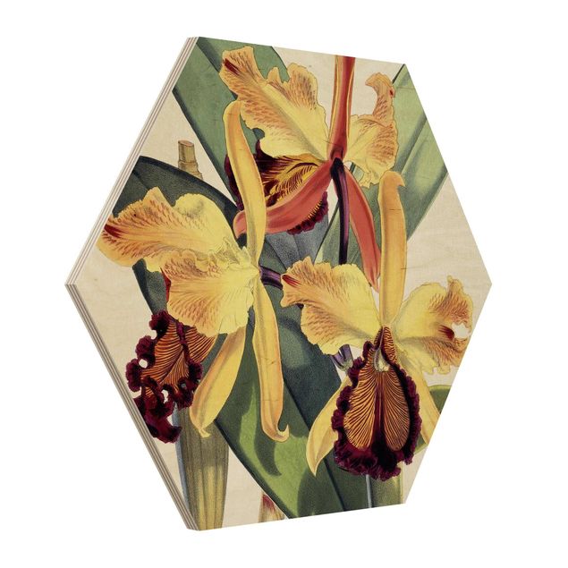 Hexagon-Holzbild - Walter Hood Fitch - Orchidee