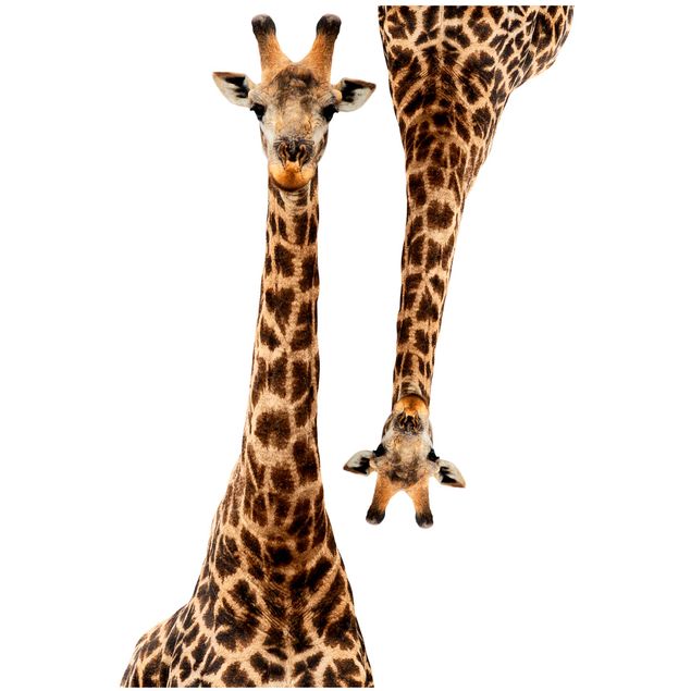 Wandtattoo Giraffe Portrait zweier Giraffen