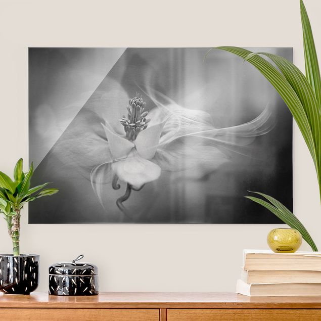 Glasbilder Pflanzen Weiße Akelei Schwarz-Weiß