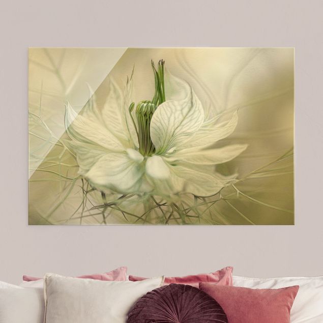 Glasbild Blumen Weiße Nigella