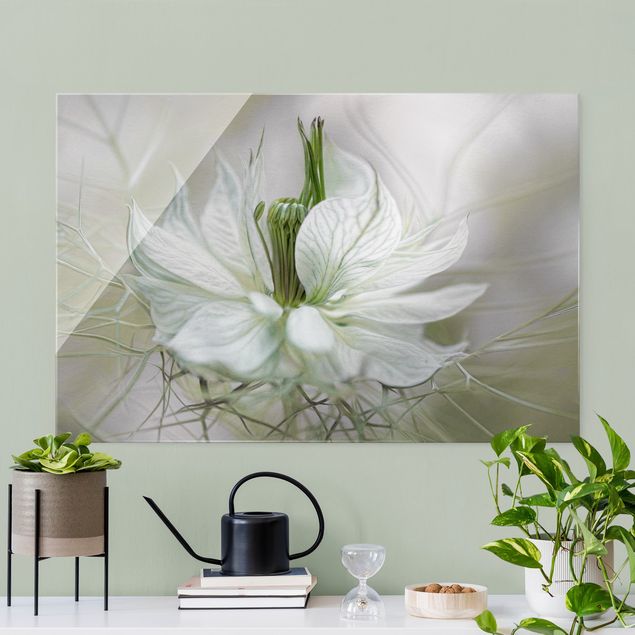 Glasbild Blumen Weiße Nigella