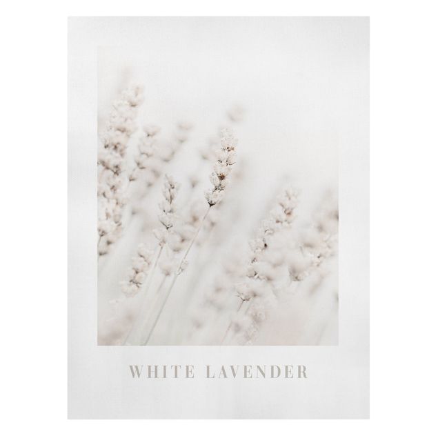 Bilder auf Leinwand White Lavender
