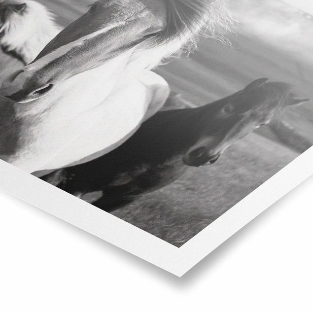 Poster bestellen Wildpferde Schwarz-Weiß
