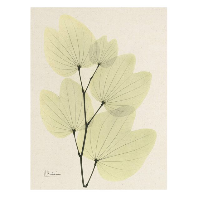 Albert Koetsier X-Ray - Orchideenbaumblätter