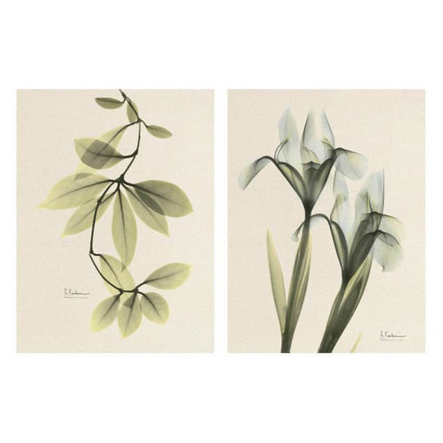 Bilder für die Wand X-Ray - Porzellanblumenblätter & Schwertlilie