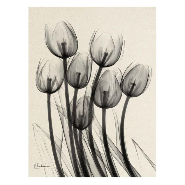 Kunstdruck Albert Koetsier X-Ray - Tulpen