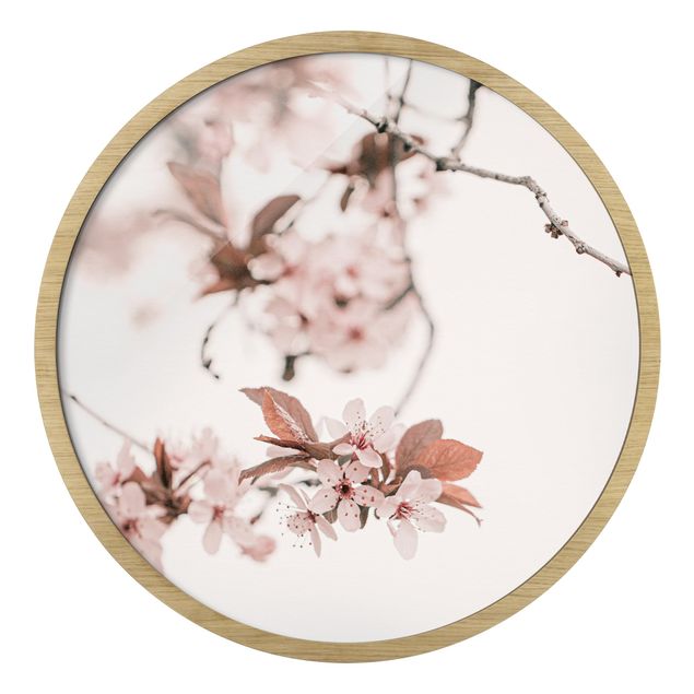 Gerahmte Bilder Zarte Kirschblüten am Zweig