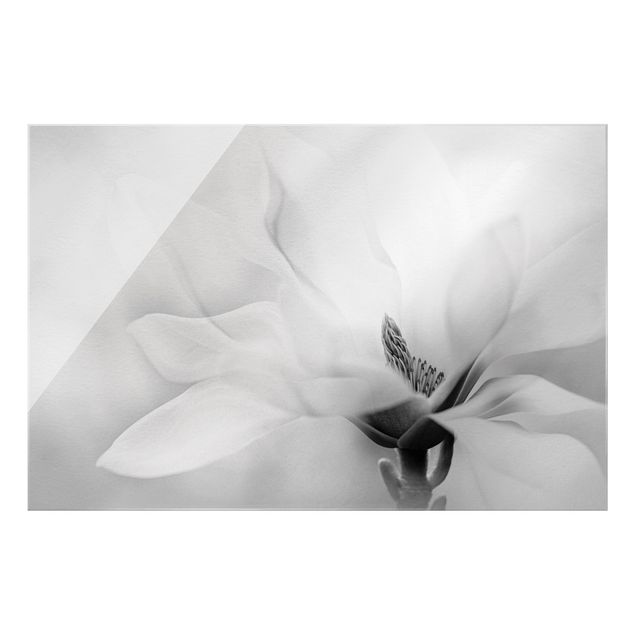 Bilder auf Glas Zarte Magnolienblüte Schwarz-Weiß