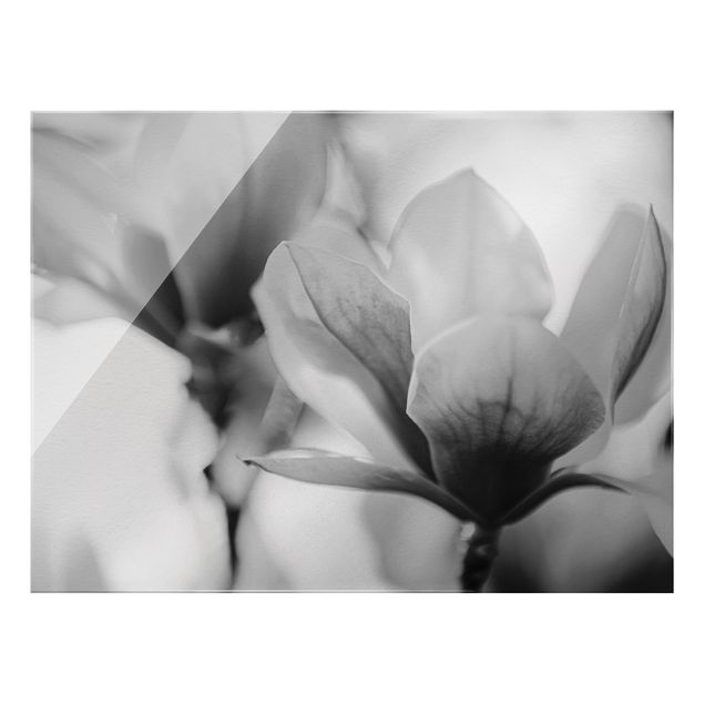 Glasbilder Zarte Magnolienblüten II