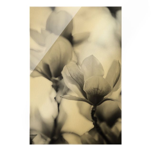 Glasbild - Zarte Magnolienblüten II - Hochformat 2:3