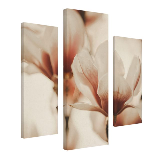 Bilder auf Leinwand Zarte Magnolienblüten im Lichtspiel
