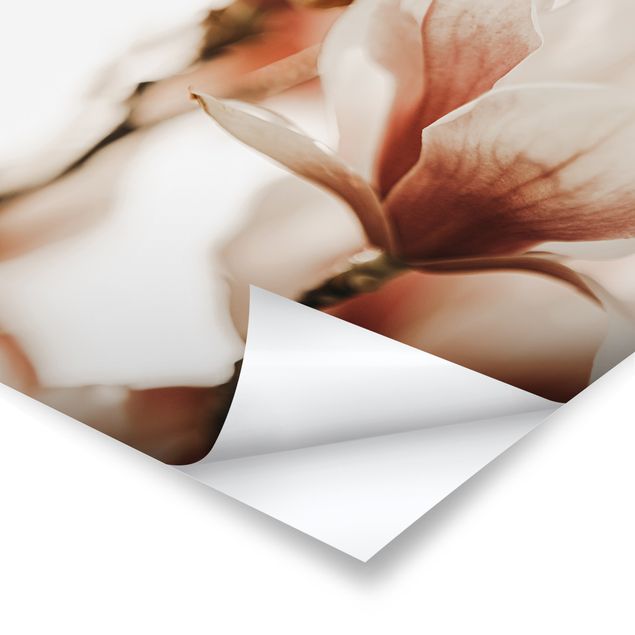 Poster - Zarte Magnolienblüten im Lichtspiel - Hochformat 3:4