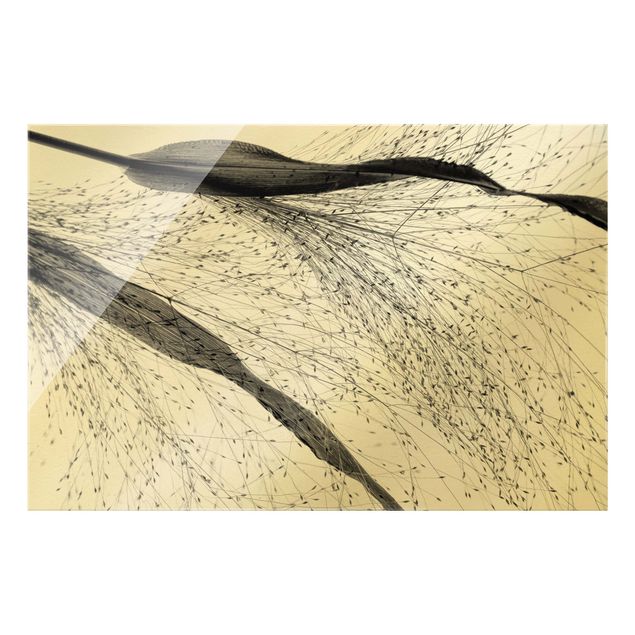 Glasbilder Zartes Schilf mit feinen Knospen Schwarz-Weiß