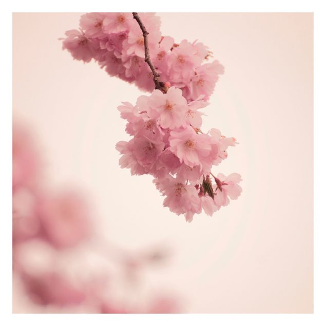 Fototapeten Zartrosane Frühlingsblüte mit Bokeh