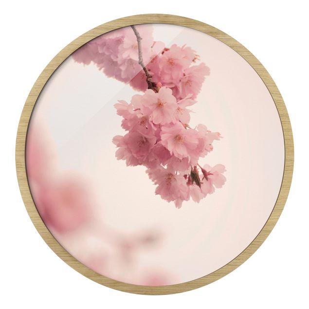 Gerahmte Bilder Zartrosane Frühlingsblüte mit Bokeh