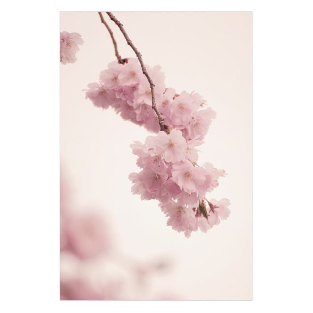 Fensterbilder Zartrosane Frühlingsblüte mit Bokeh