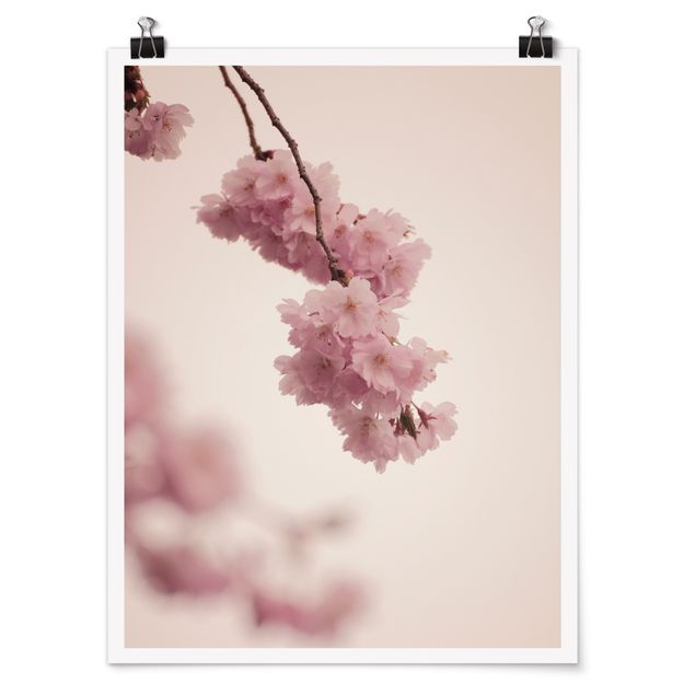Poster - Zartrosane Frühlingsblüte mit Bokeh - Hochformat 3:4