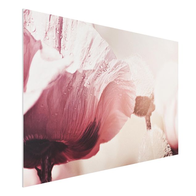 Foto auf Hartschaumplatte Zartrosane Mohnblüte mit Wassertropfen