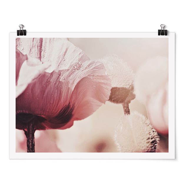 Poster - Zartrosane Mohnblüte mit Wassertropfen - Querformat 4:3