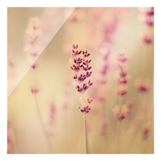 Bilder auf Glas Zartvioletter Lavendel