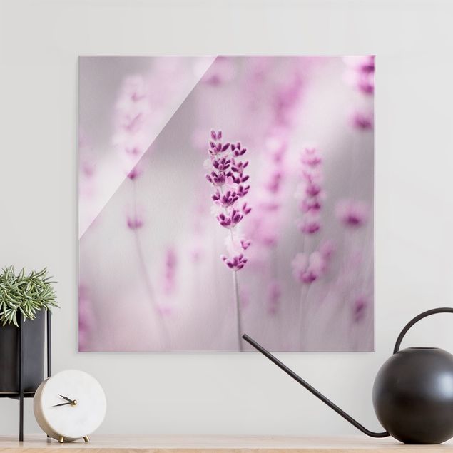 Glasbilder Blumen Zartvioletter Lavendel