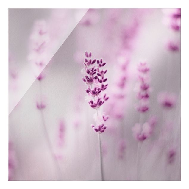 Bilder auf Glas Zartvioletter Lavendel
