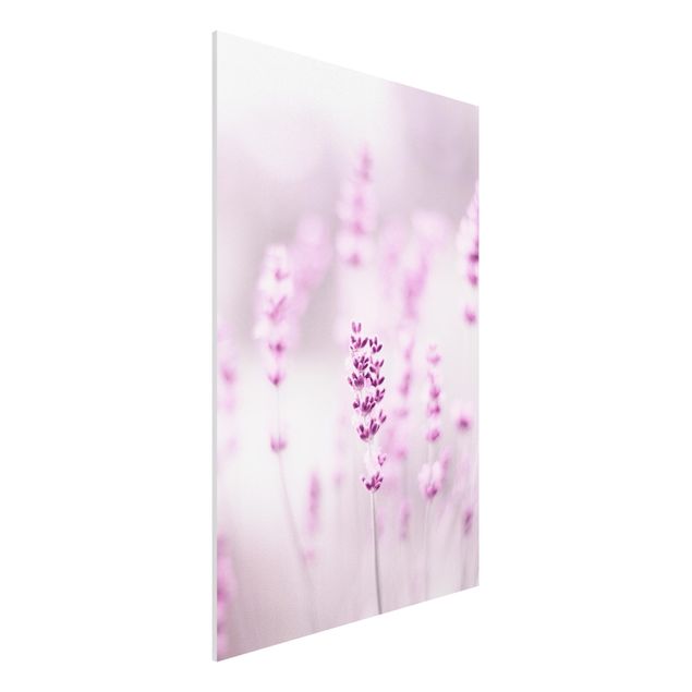 Forex Bilder Zartvioletter Lavendel