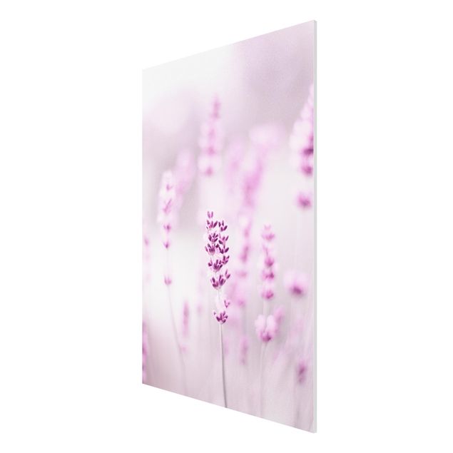 Forex Fine Art Print - Zartvioletter Lavendel - Hochformat 2:3