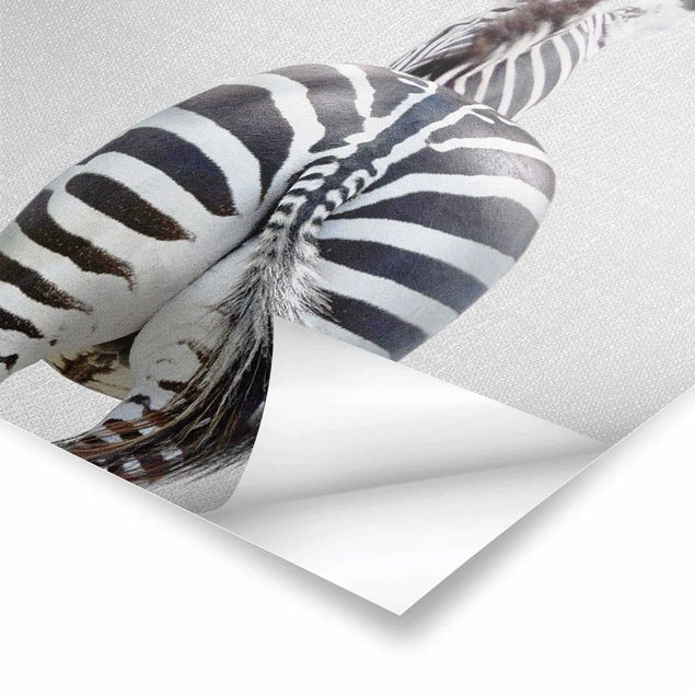 Poster - Zebra von hinten - Quadrat 1:1