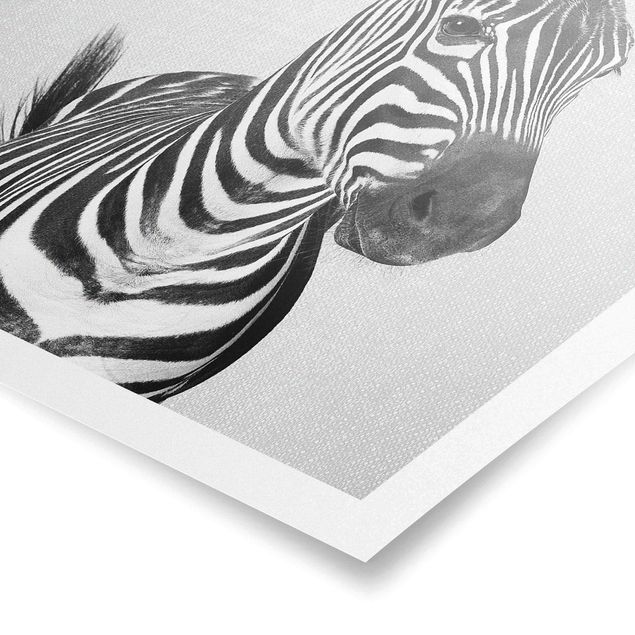 Bilder für die Wand Zebra Zilla Schwarz Weiß