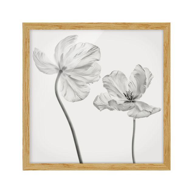 Bild mit Rahmen - Zwei zarte weiße Tulpen - Quadrat